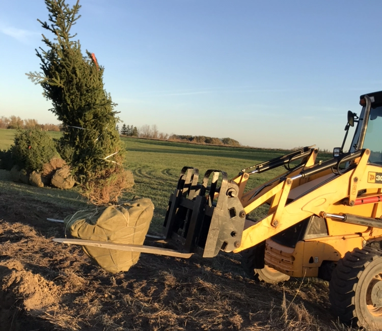 Site cleanup and log removal work completed by Arborize Ltd. in Everett.